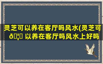灵芝可以养在客厅吗风水(灵芝可 🦟 以养在客厅吗风水上好吗 🌲 )